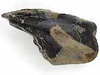 Fossile d'caille ganoide de Poisson Lepidotes maximus du jurassique Boulonnais